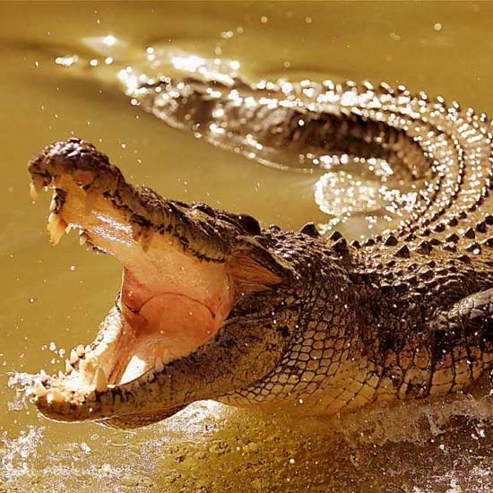 Crocodiles in Kariba