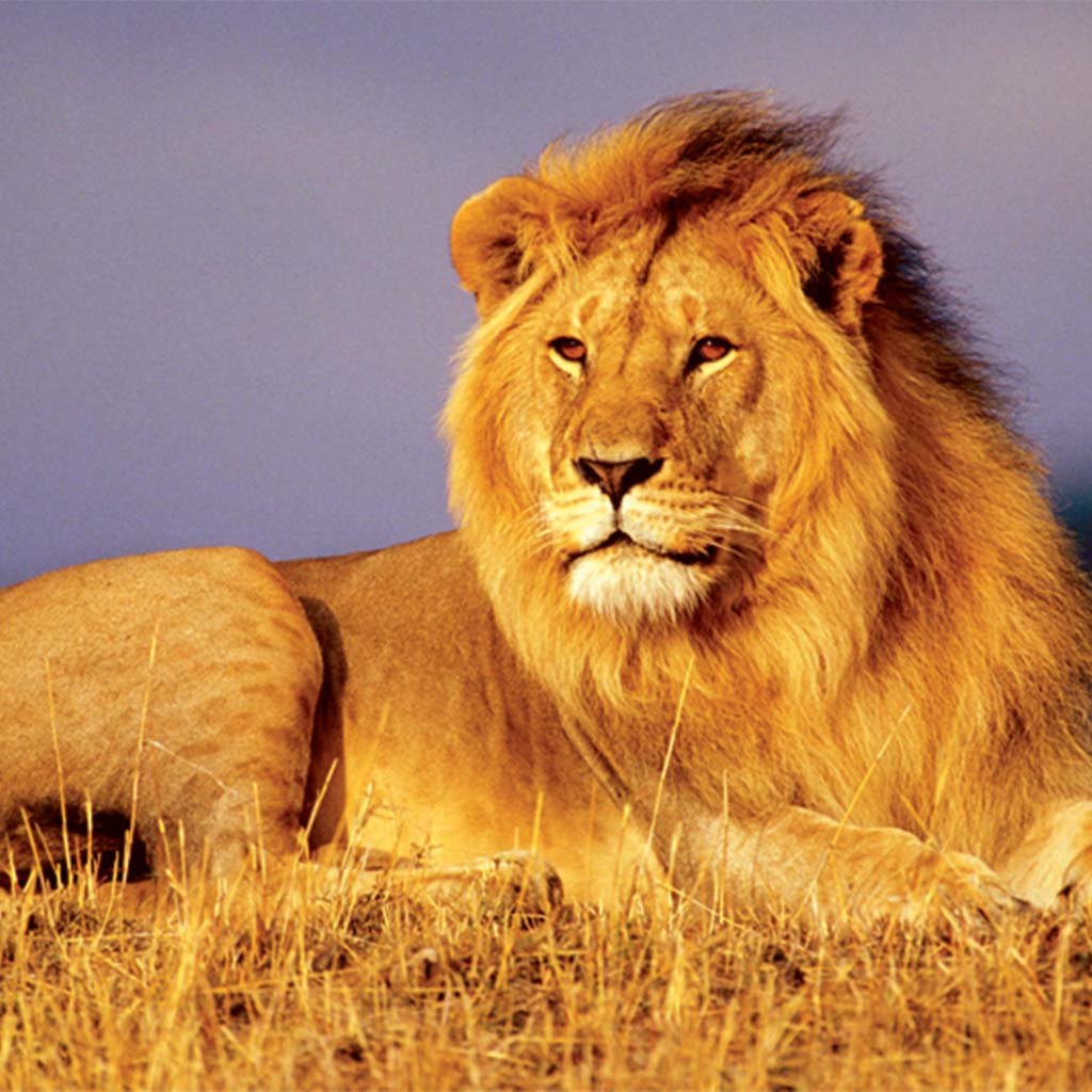 Hwange Lions