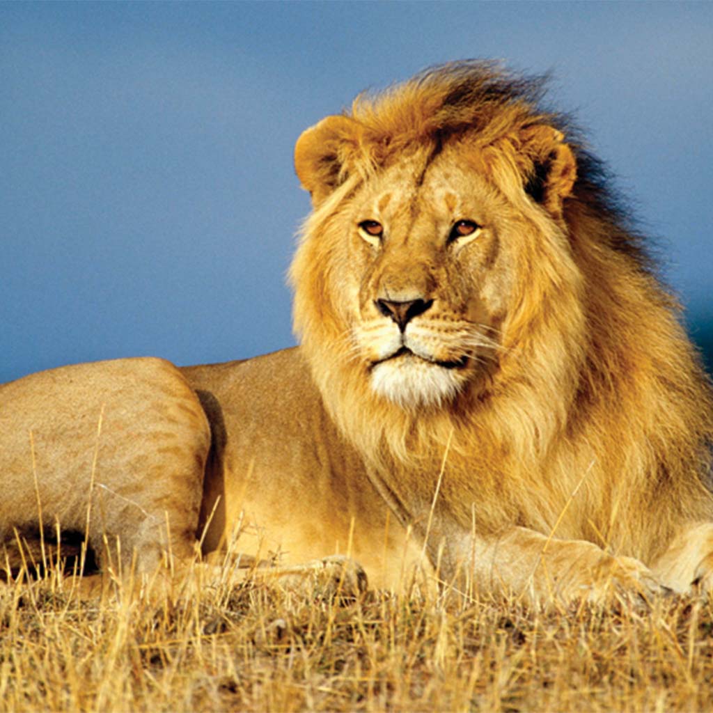 Lion the big five Africa