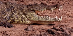 crocodile in Kariba