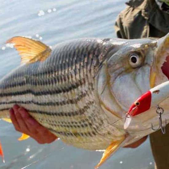 Kariba Tiger Fishing
